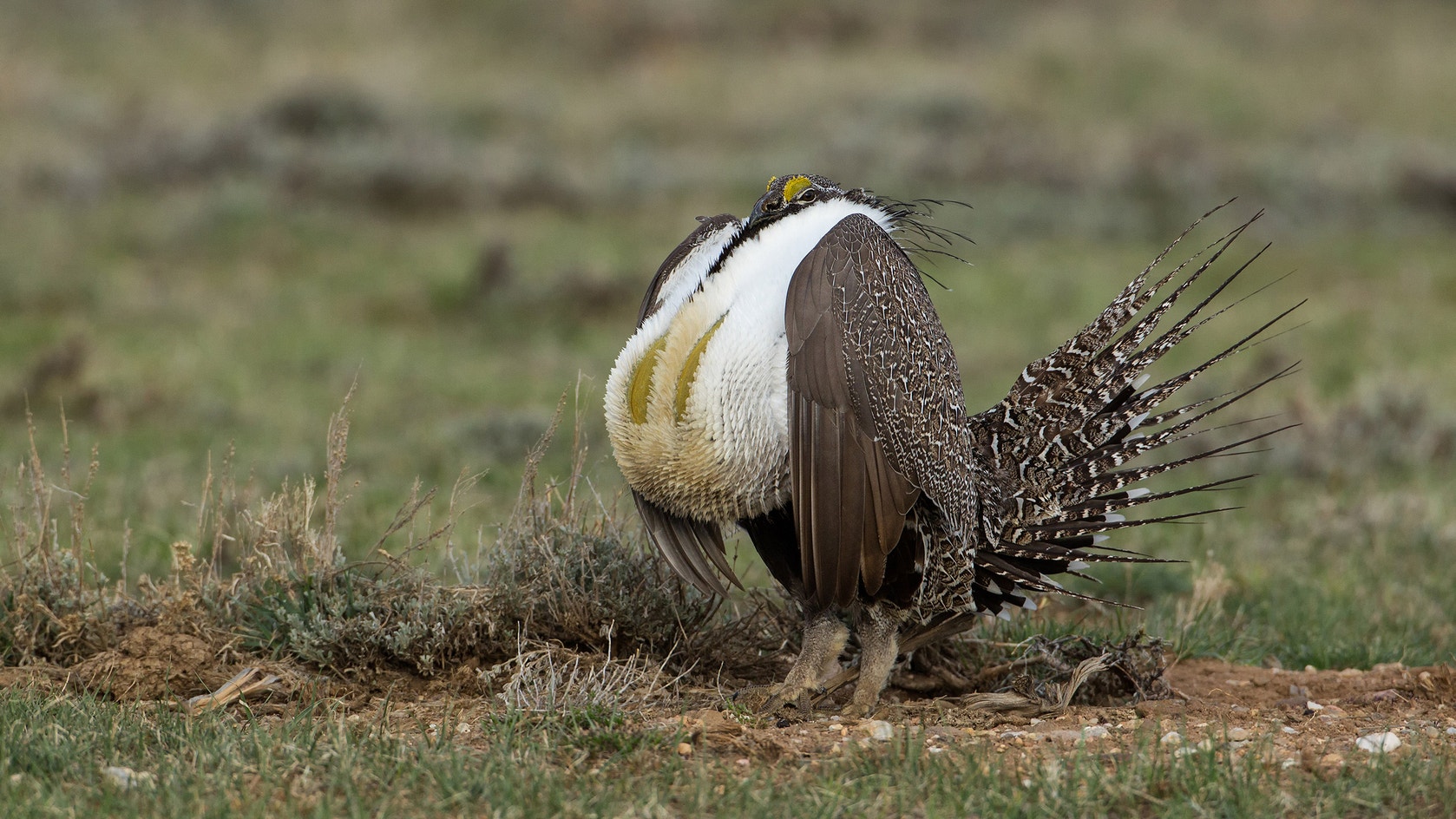 Greater Sage Grouse Audubon Field Guide greater-sage-grouse-audubon-field-guide