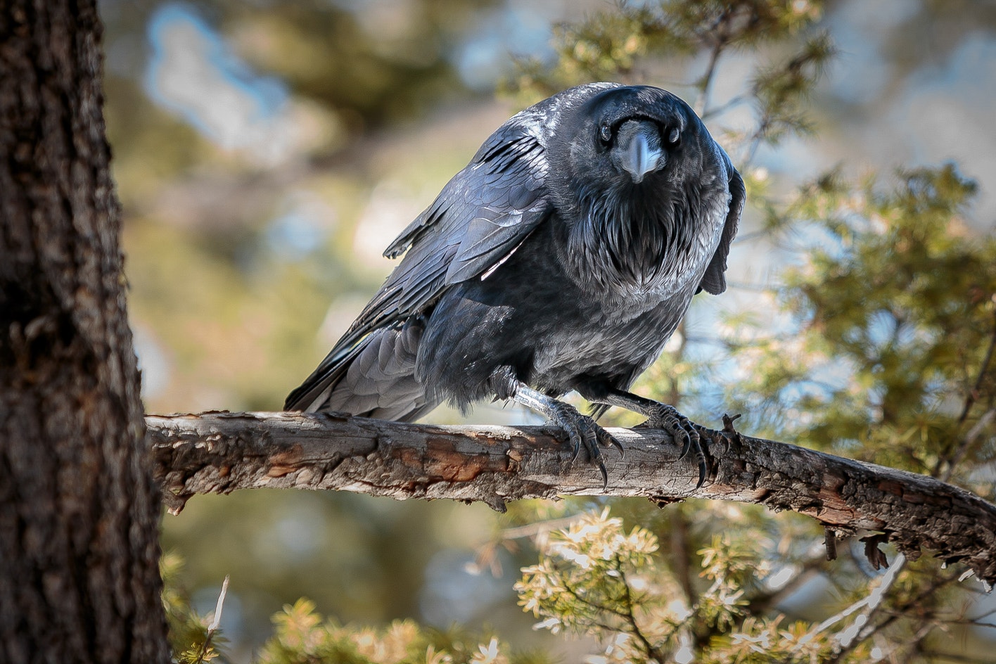 Common Raven | Audubon Field Guide