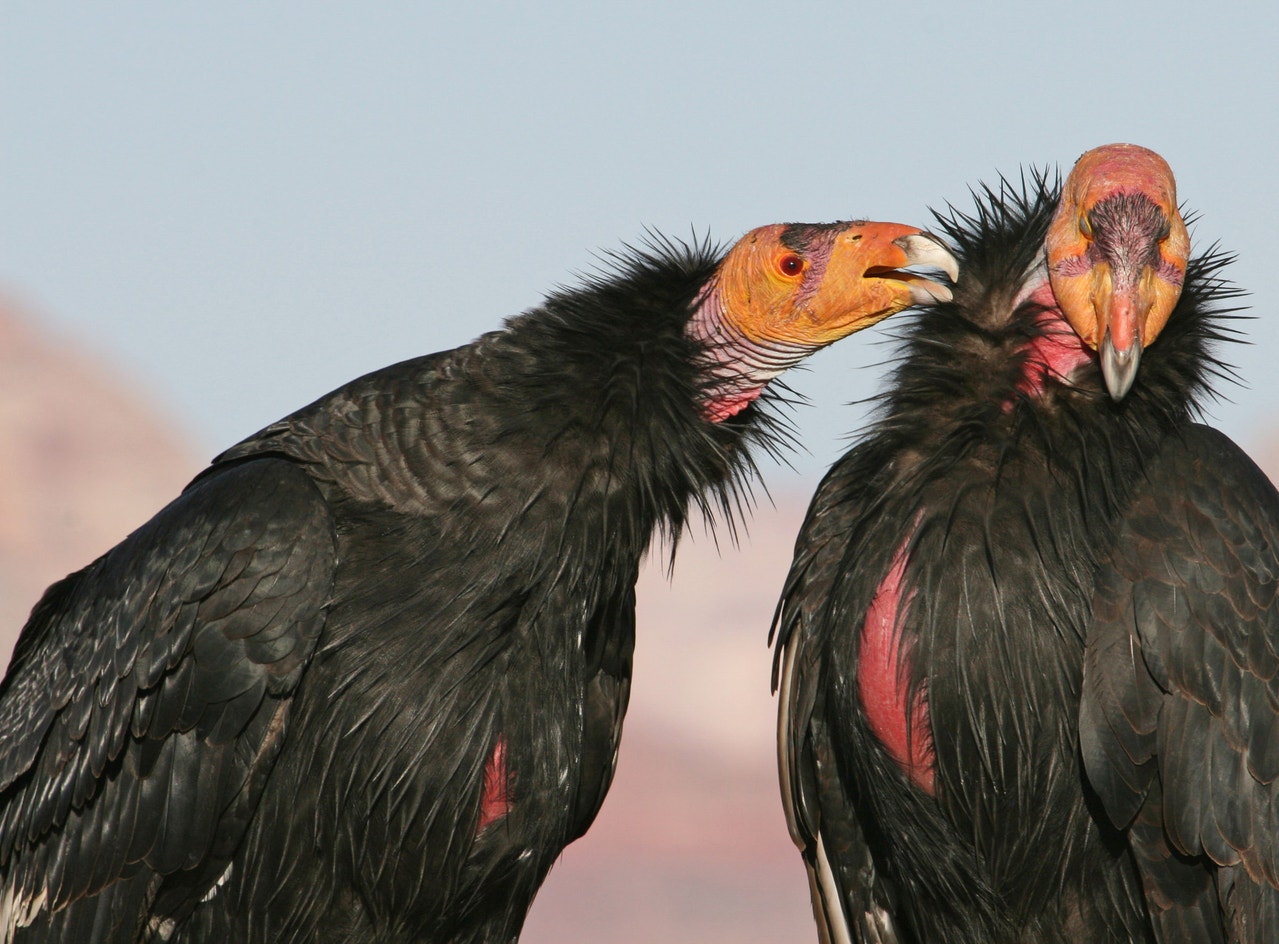 Condor Fighting California Condor | Audubon Field Guide