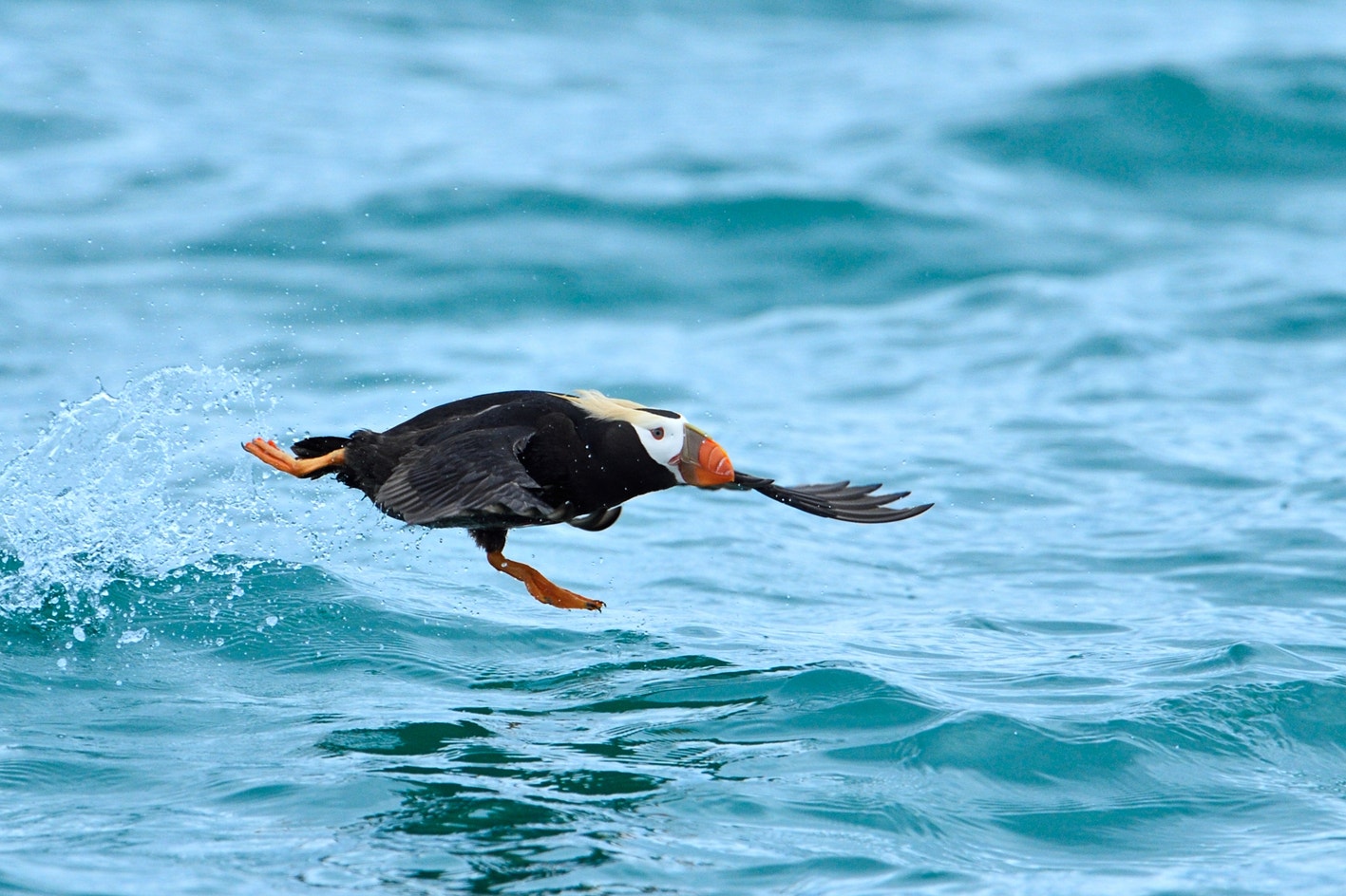 Tufted Puffin | Audubon Field Guide