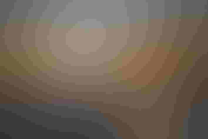 Adult, white morph. Photo: Darrell Crisp/Ô¼ÅÚÊÓÆµ Photography Awards