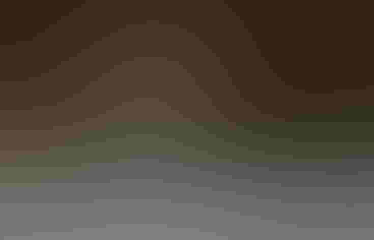 Breeding adult. Photo: Rick Derevan/Audubon Photography Awards