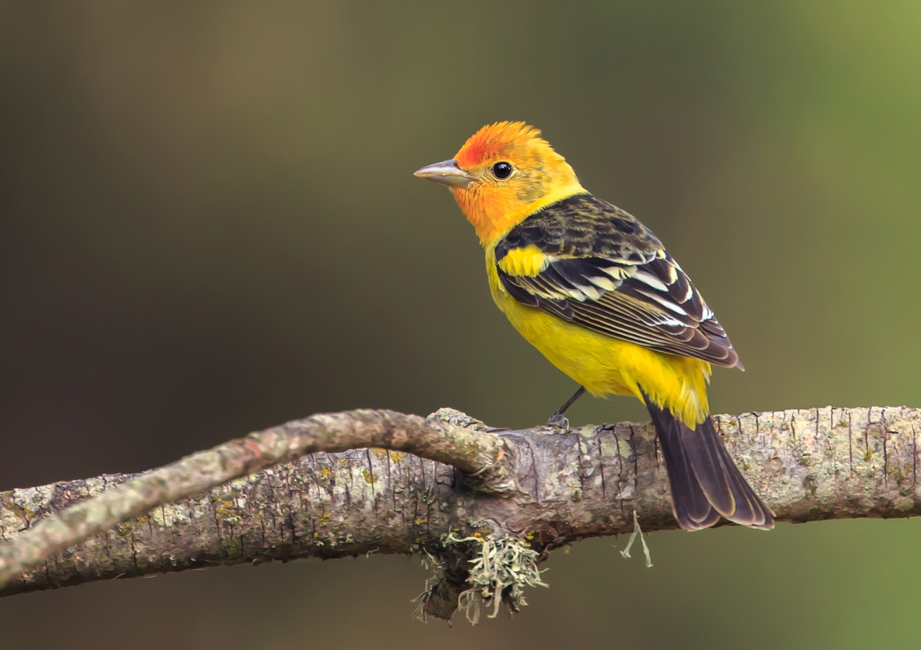 Western Tanager Audubon Field Guide Western Tanager Audubon Field Guide