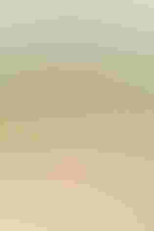 Nestling. Photo: Nick Parayko/Audubon Photography Awards