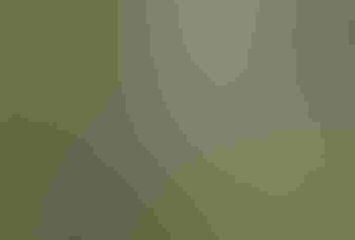 Adult female. Photo: Tracey Lowrey/Audubon Photography Awards