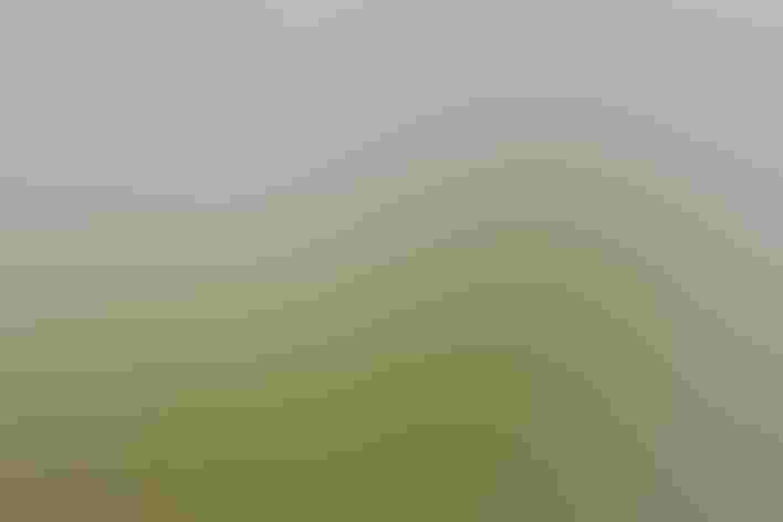 Adult. Photo: Melody Lytle/Audubon Photography Awards