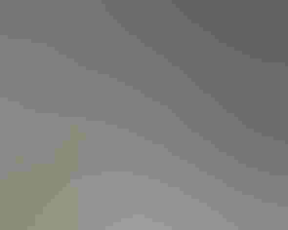 Adult male. Photo: Dennis Derby/³Ô¹ÏºÚÁÏ Photography Awards