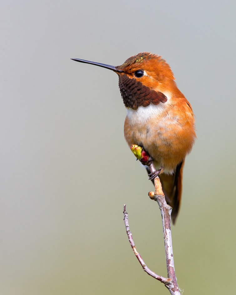 Rufous Hummingbird | Audubon Field Guide