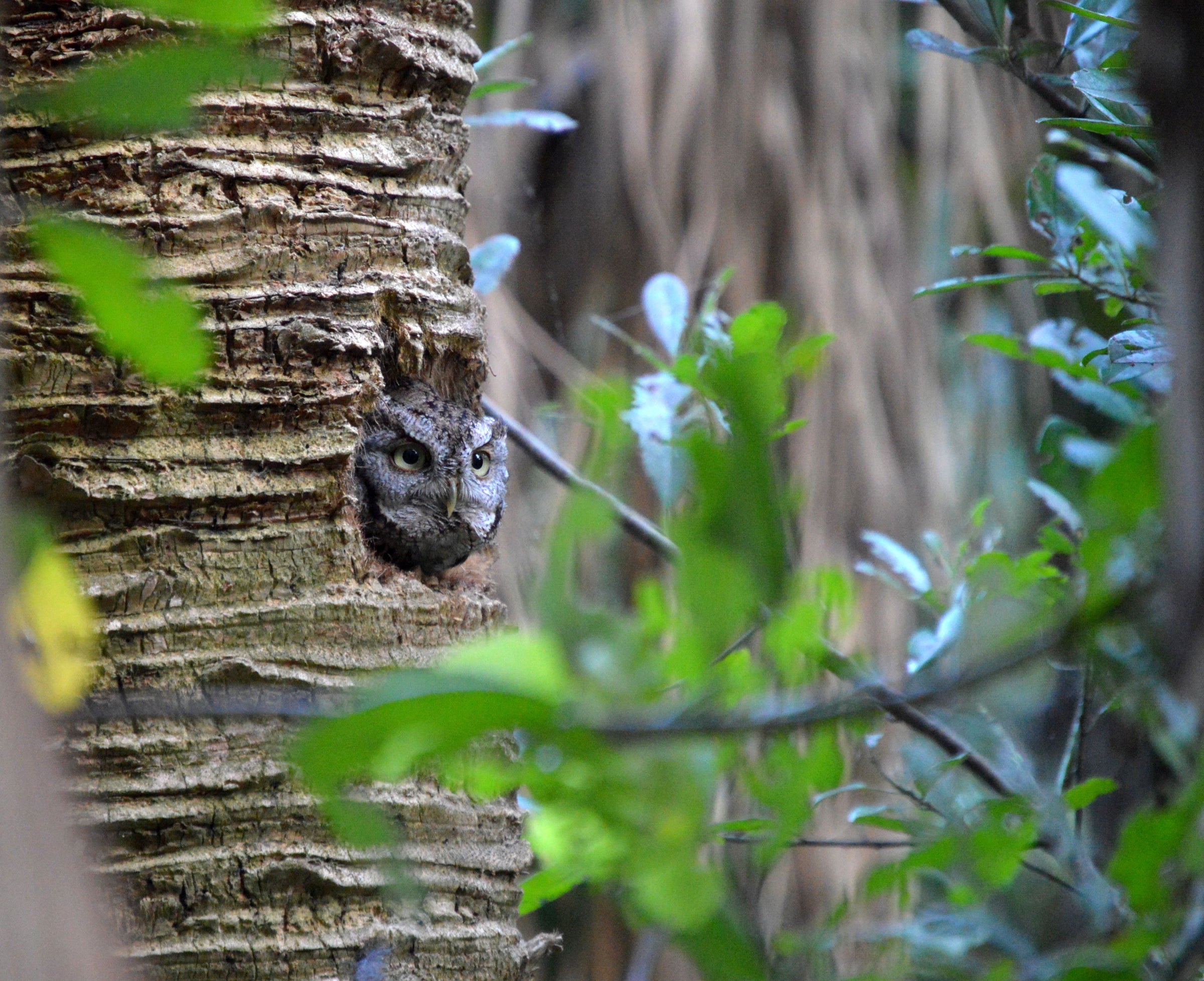 Eastern Screech Owl Audubon Field Guide