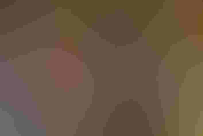 Non-breeding adult (western). Photo: Jeff O'keeffe/Audubon Photography Awards