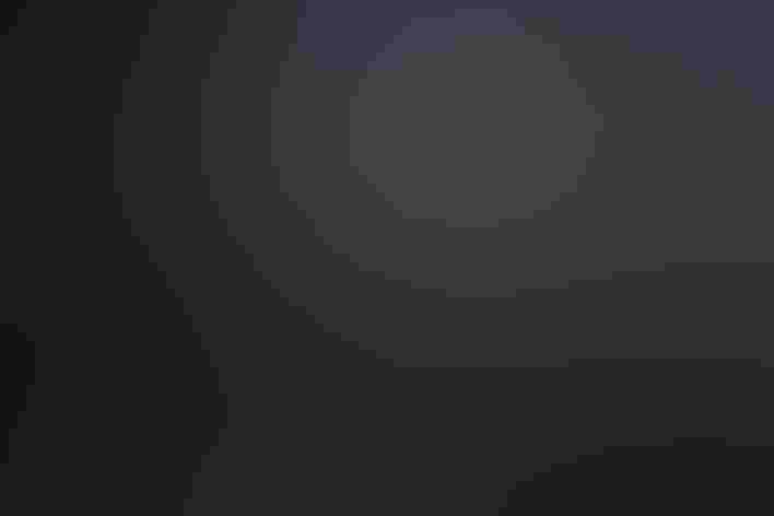 Adult, white morph. Photo: Jess Deitz/Ô¼ÅÚÊÓÆµ Photography Awards