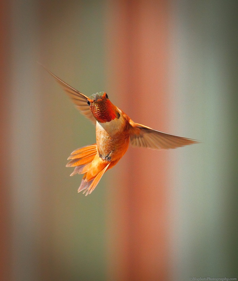 Rufous Hummingbird | Audubon Field Guide