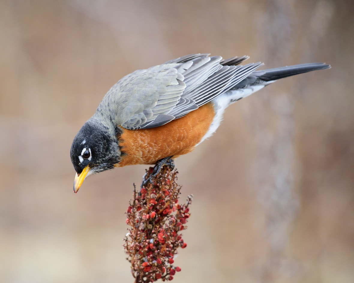 Robin Color American Robin | Audubon Field Guide