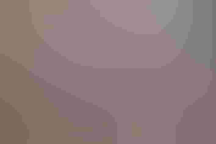 Adult. Photo: A. Blomquist/Great Backyard Bird Count