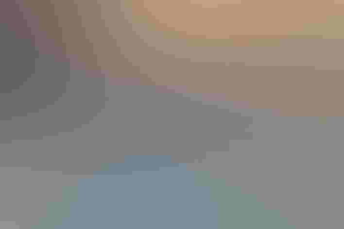 Adults. Photo: Jason Taylor/Great Backyard Bird Count