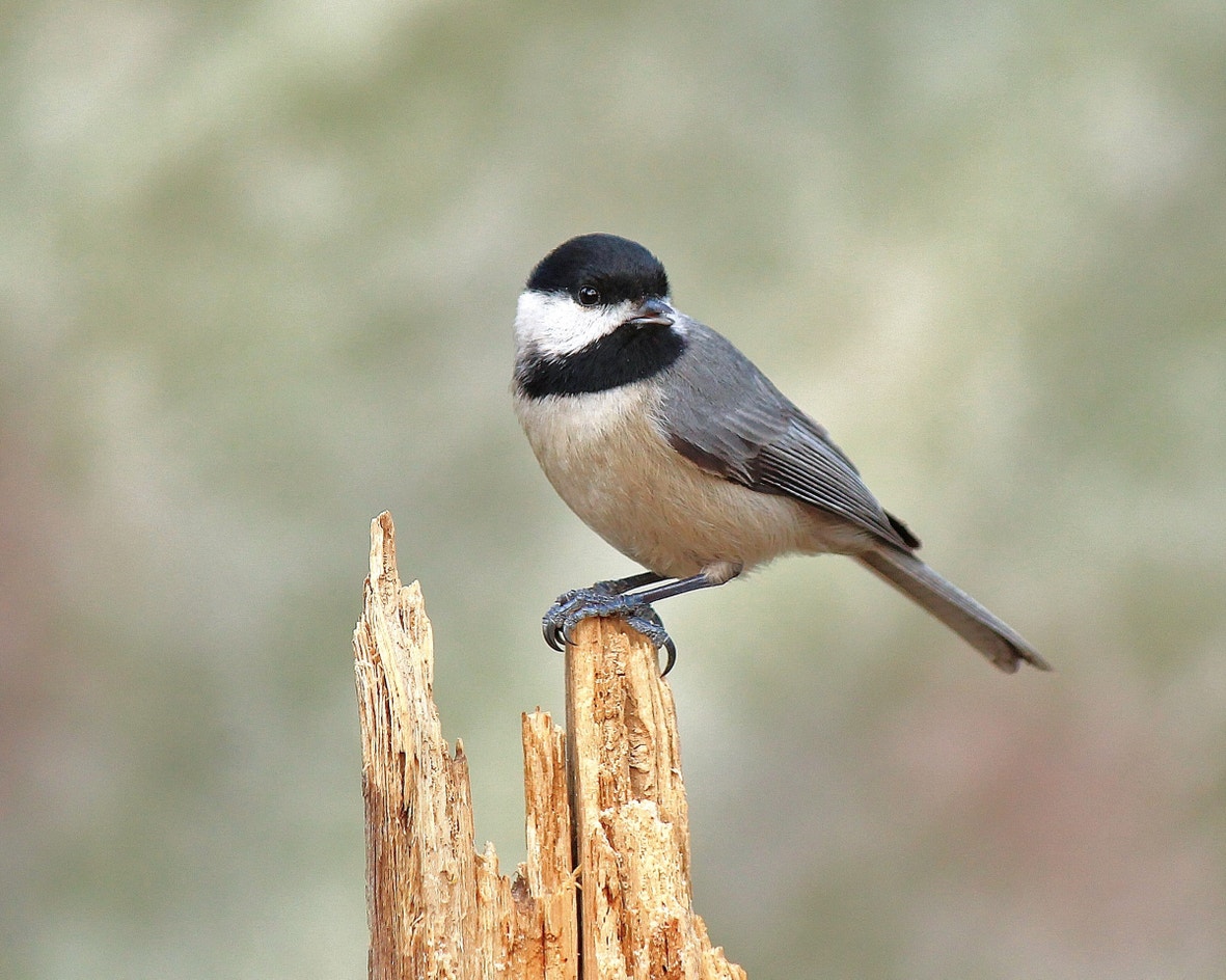 Carolina Chickadee | Audubon Field Guide