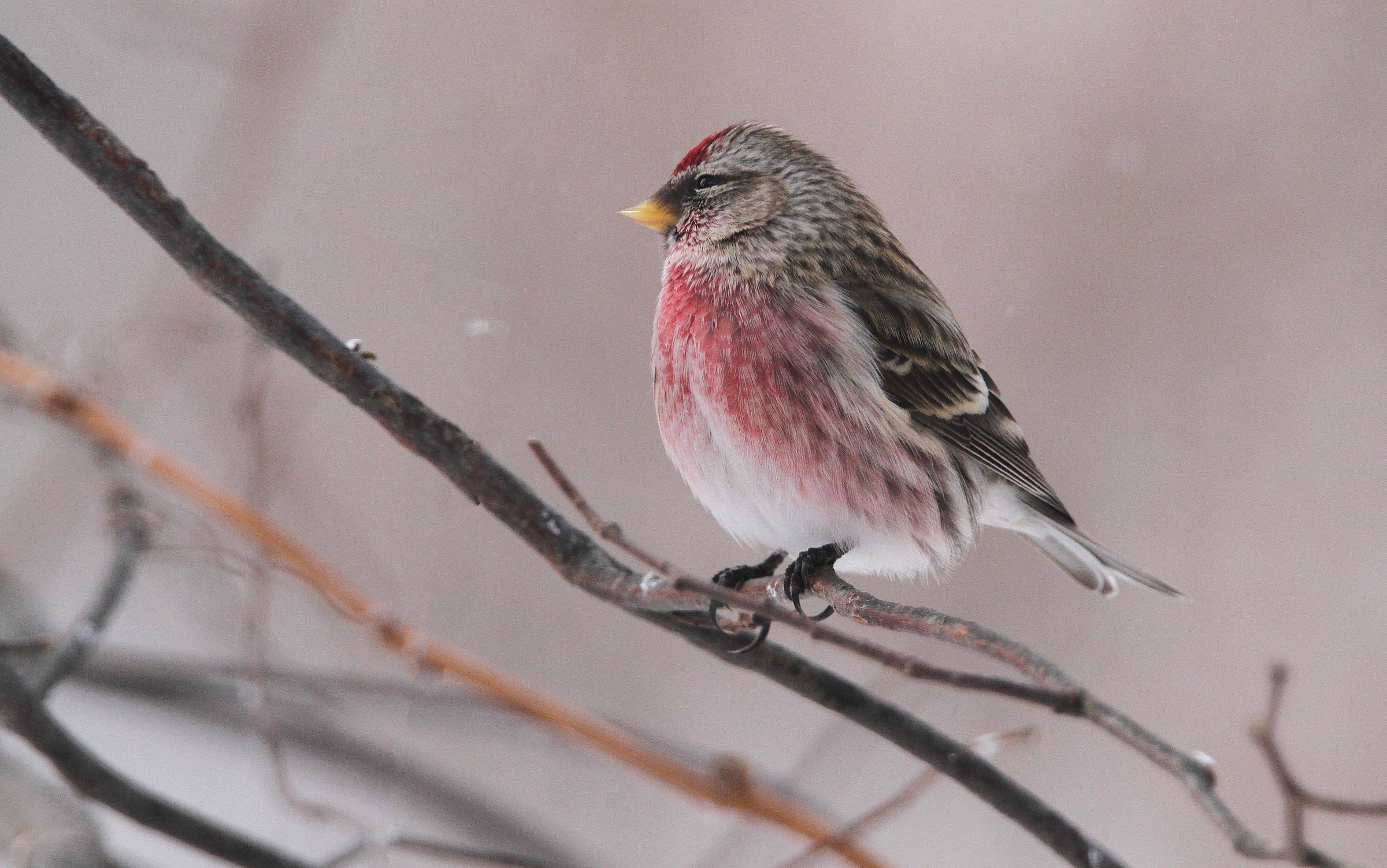 Common Redpoll Audubon Field Guide