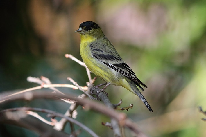 Lesser Goldfinch | Audubon Field Guide