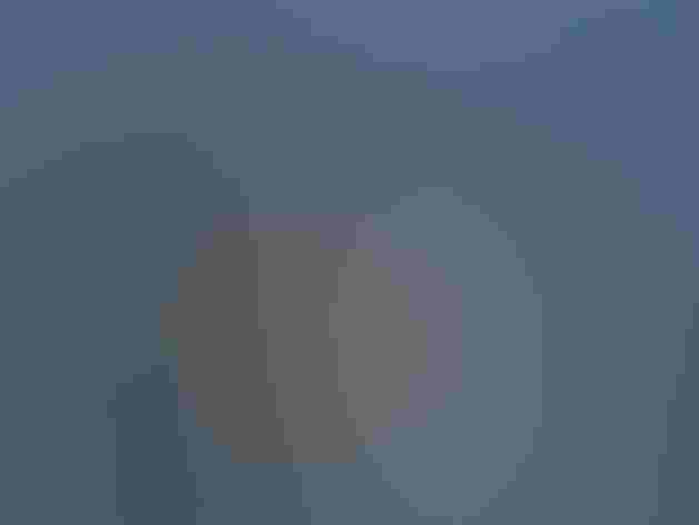 Adult males. Photo: Lynette Spence/Great Backyard Bird Count