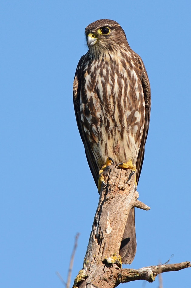 Merlin | Audubon Field Guide