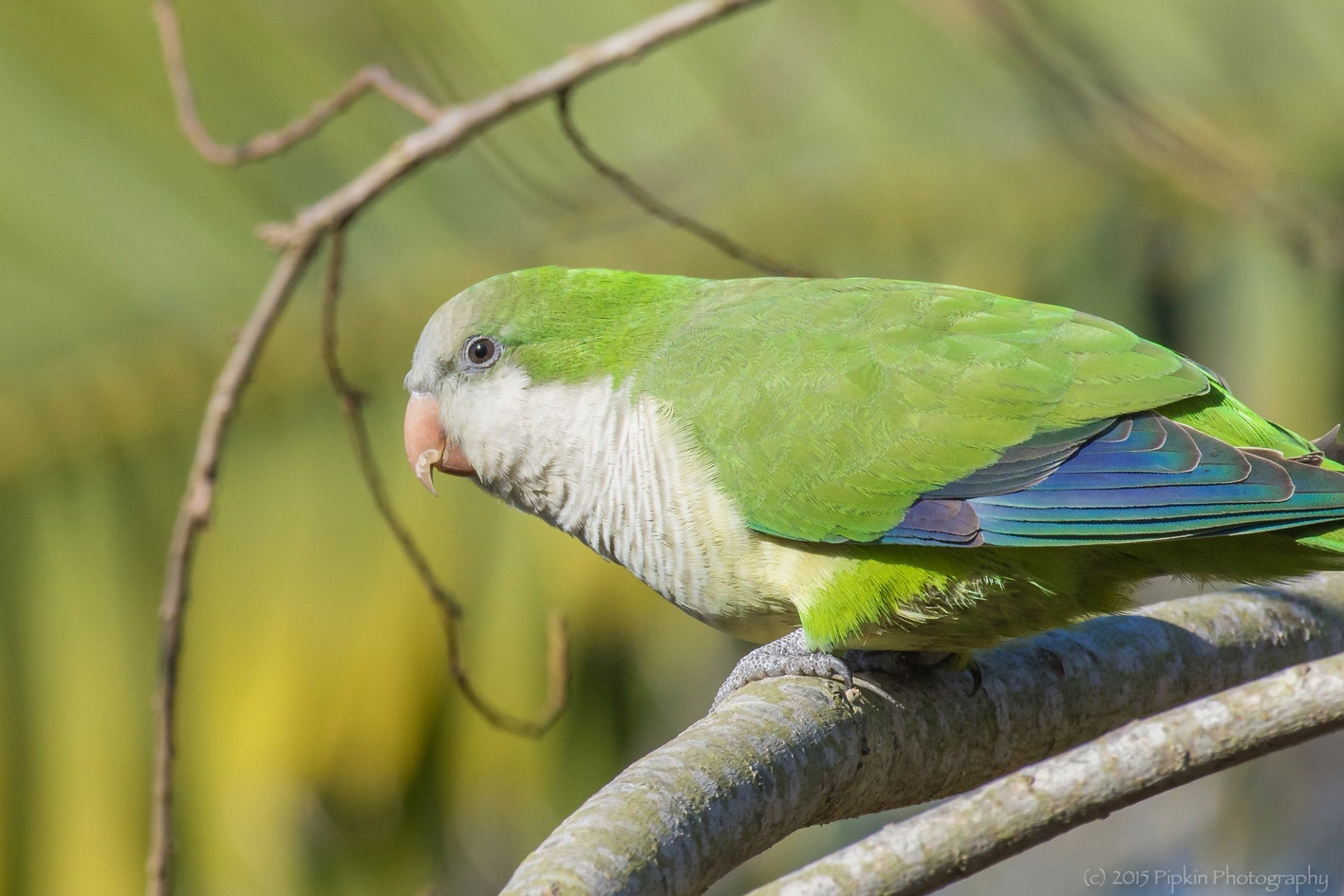 Monk Parakeet Field Guide monk-parakeet-field-guide