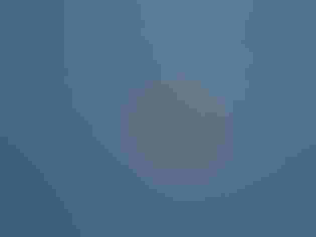 Breeding adult male. Photo: Janet Covell/Great Backyard Bird Count