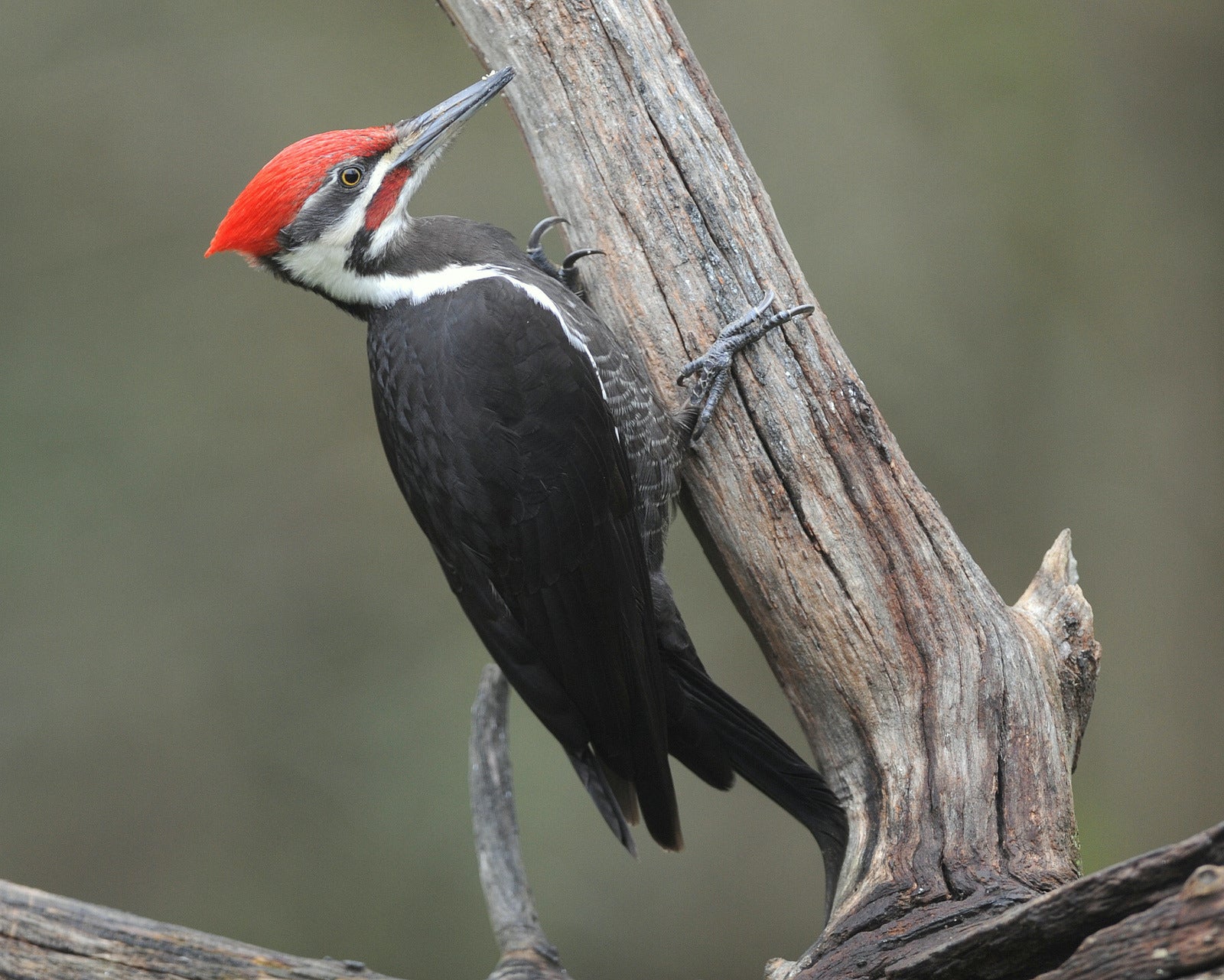 Pileated Woodpecker Audubon Field Guide