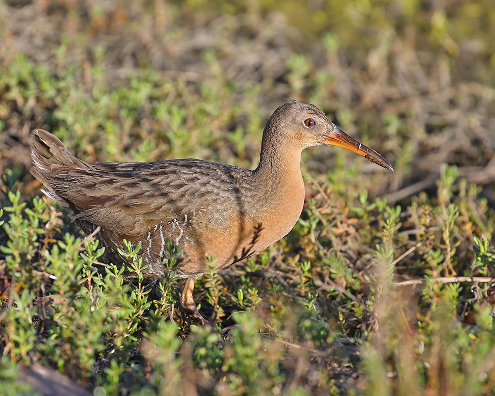 Ridgeway Rabbit Ridgway's Rail | Audubon Field Guide
