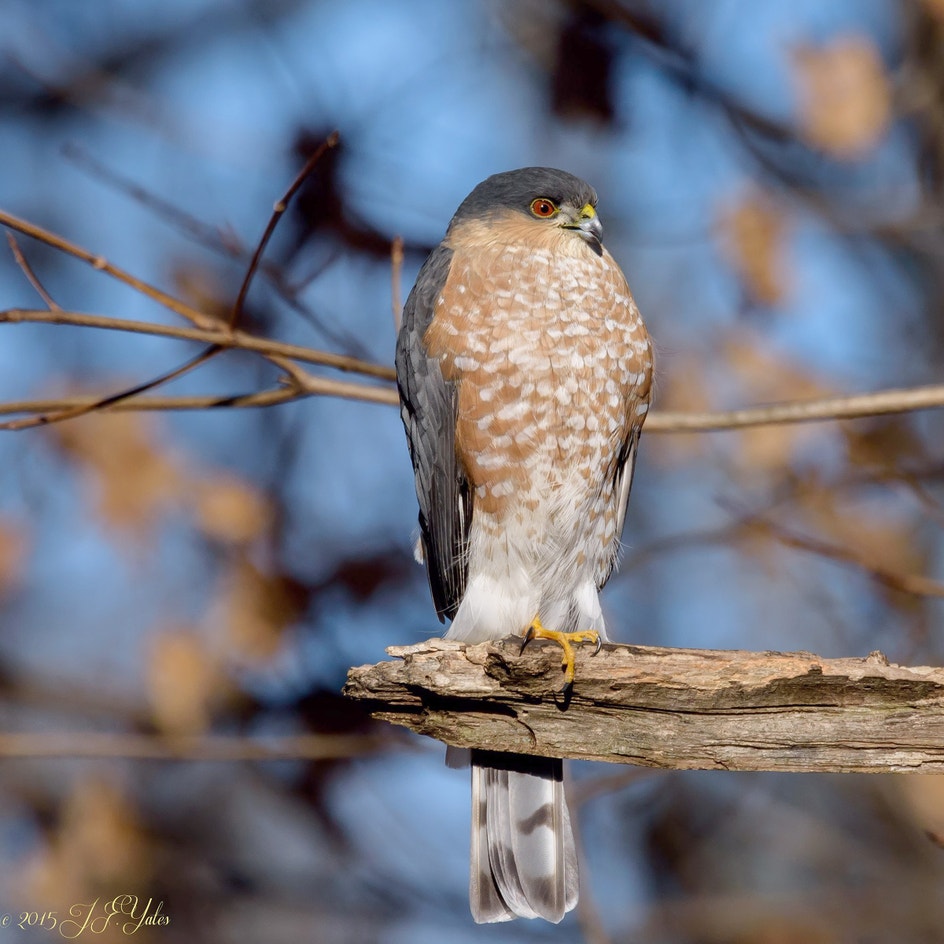Geide Hawk Sharp-shinned Hawk | Audubon Field Guide