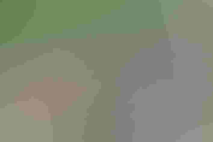 Adult. Photo: Camilla Cerea/Audubon