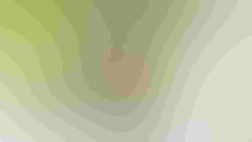 Adult. Photo: Camilla Cerea/Audubon