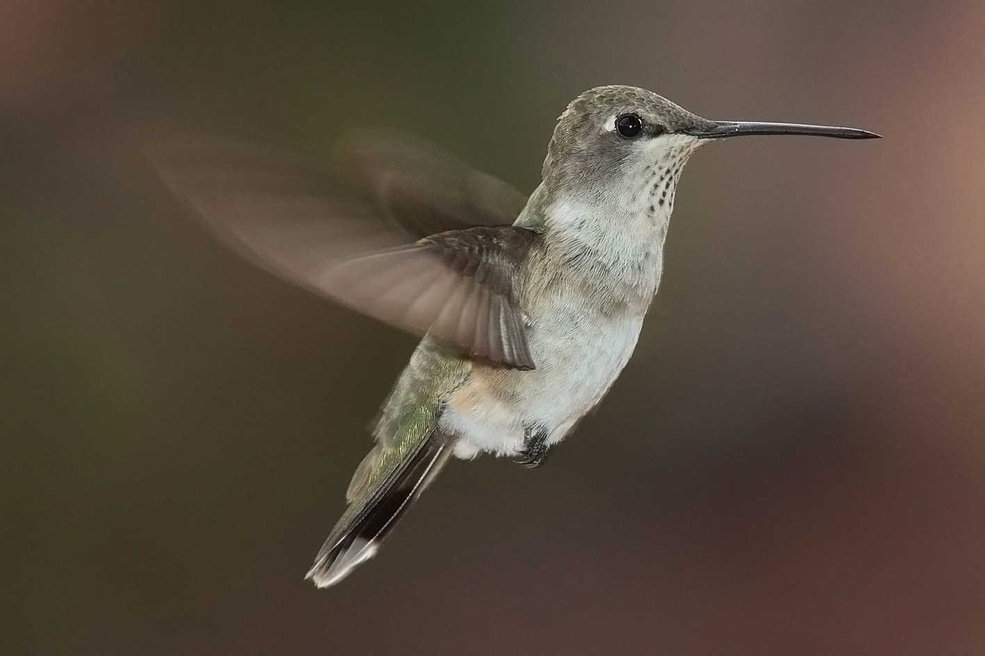 Black-chinned Hummingbird | Audubon Field Guide