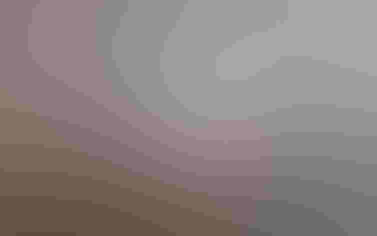 Immature. Photo: hedera.baltica/Flickr (CC BY SA 2.0)