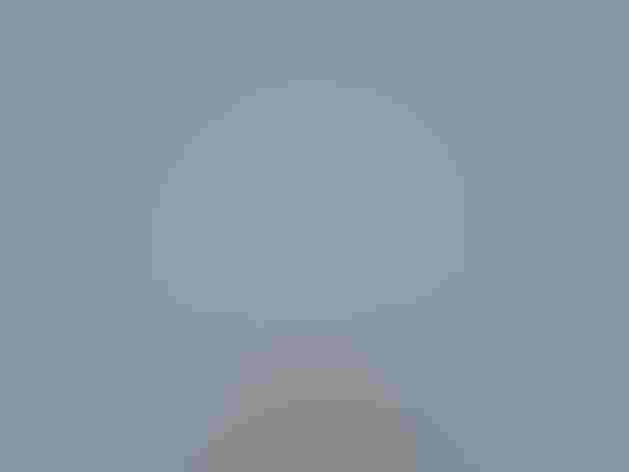 Breeding adult. Photo: Corine Bliek/Flickr (CC BY NC 2.0)