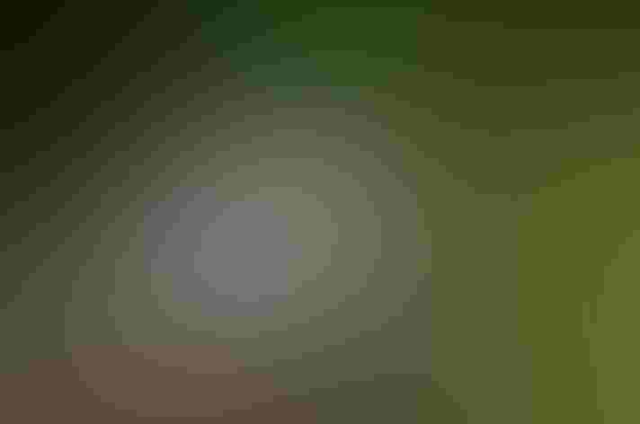 Non-breeding adult. Photo: Mathias Appel/Flickr (CC 0 1.0)