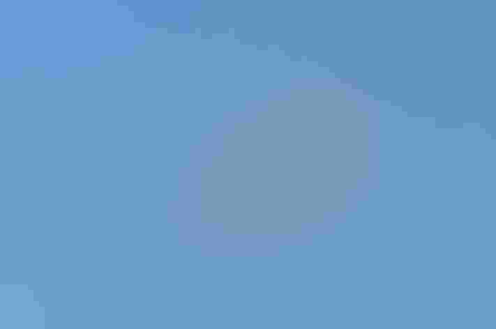 Breeding adult. Photo: Paul Ritchie/Flickr (CC BY NC ND 2.0)