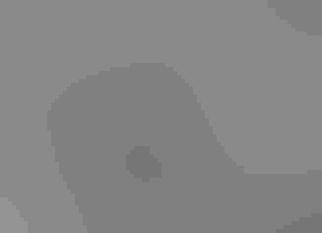 Juvenile. Photo: Tom Benson/Flickr (CC BY NC ND 2.0)