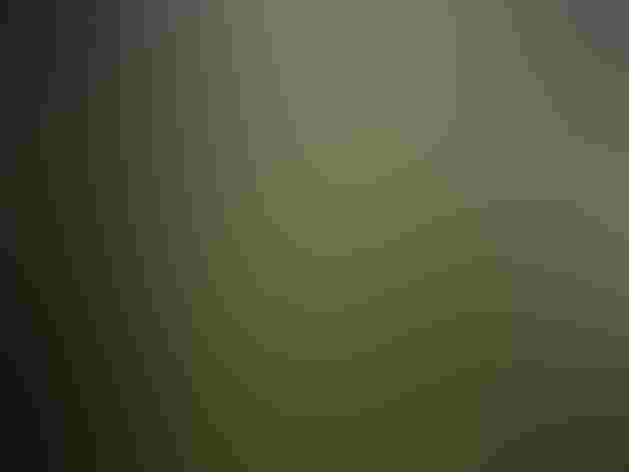 Immature. Photo: Félix Uribe/Flickr (CC BY SA 2.0)