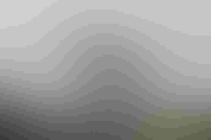 Adult. Photo: Nicolas de Camaret/Flickr (CC BY 2.0)