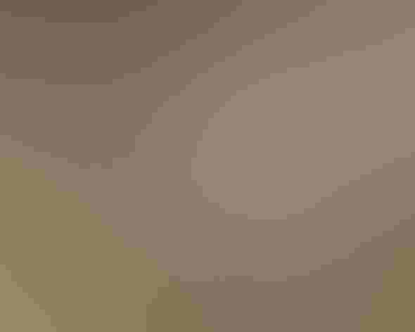 Adults. Photo: Vince Smith/Flickr (CC BY 2.0)