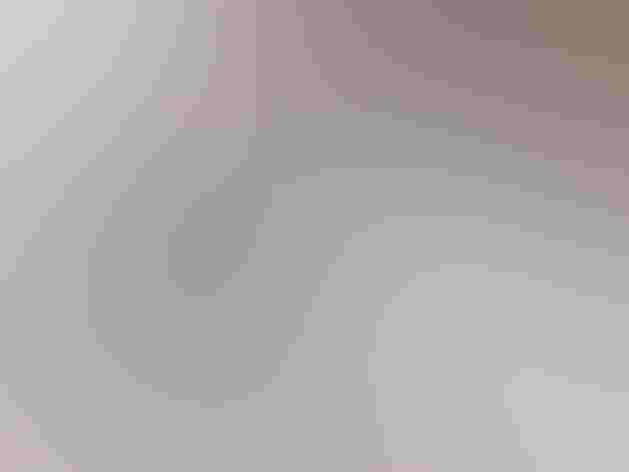 Adult and downy young. Photo: Dan/Flickr (CC BY SA 2.0)