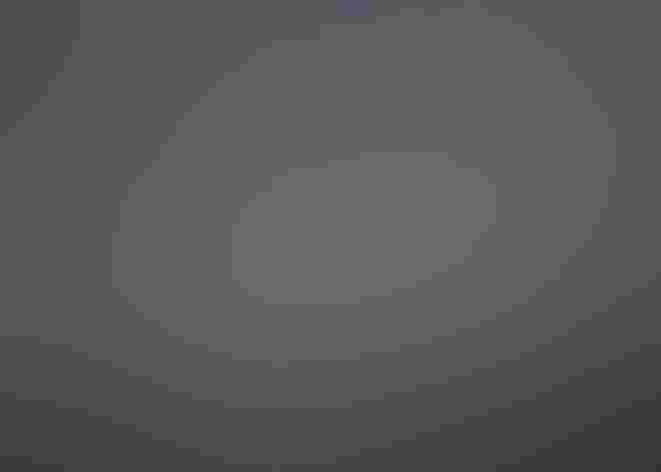 Juveniles. Photo: Mike's Birds/Flickr (CC BY SA 2.0)