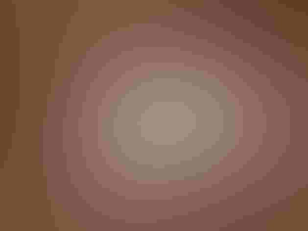 Downy young. Photo: Dan/Flickr (CC BY SA 2.0)