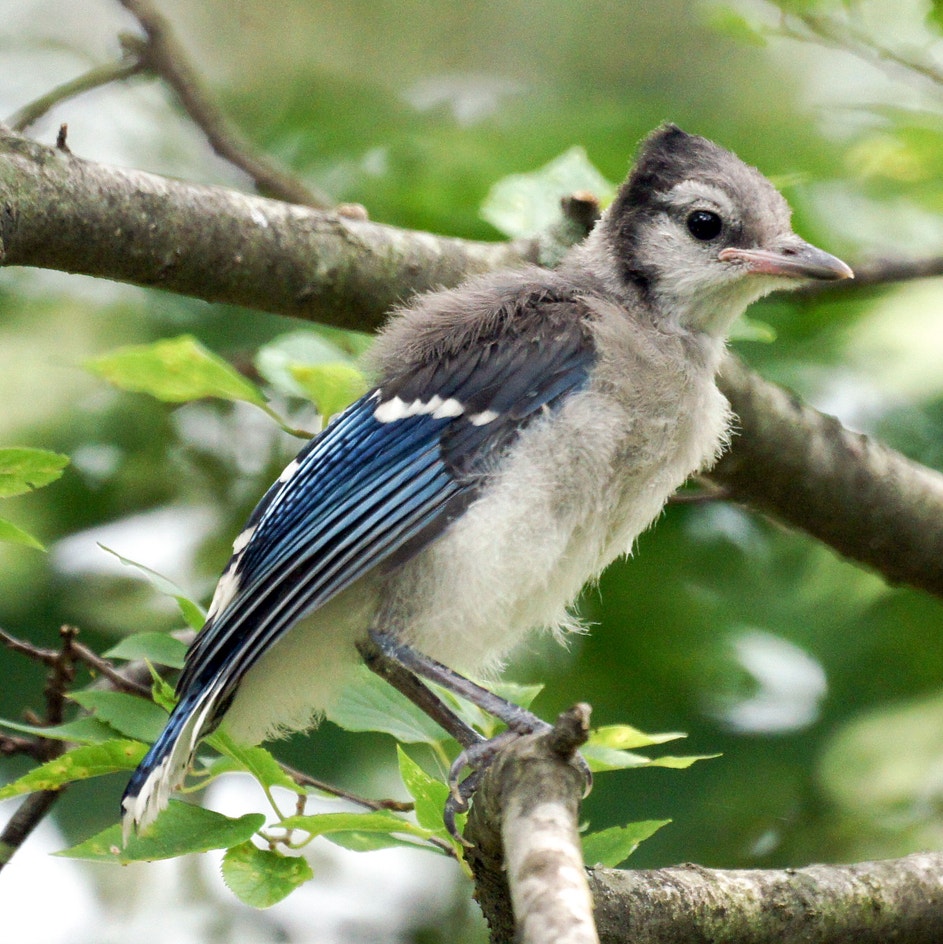 Blue Jay | Audubon Field Guide