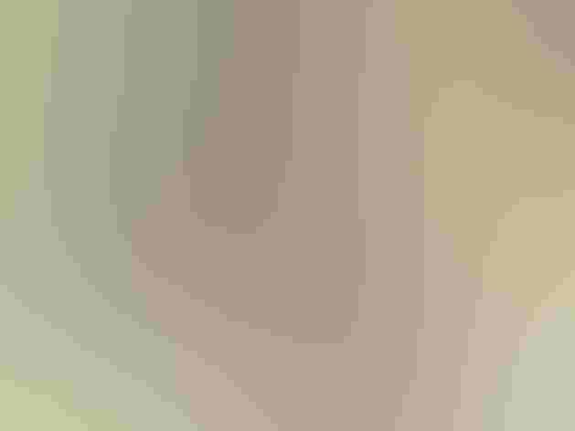 Adult. Photo: Brian Henderson/Flickr (CC BY NC 2.0)