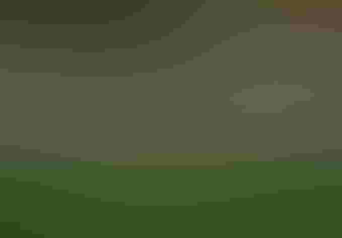 Female or immature male. Photo: orientalizing/Flickr (CC BY NC ND 2.0)