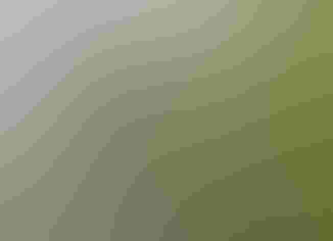 Juvenile. Photo: Philippe BOISSEL/Flickr (CC BY 2.0)