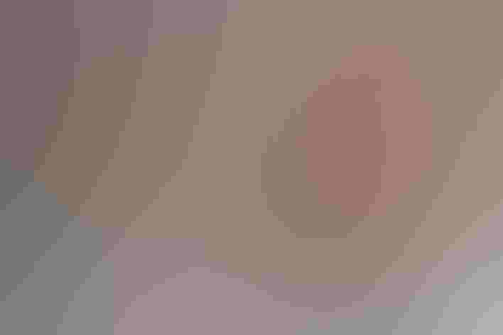 Adult. Photo: Peter Gadd/Great Backyard Bird Count