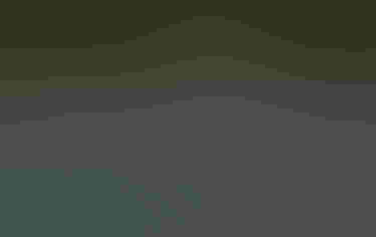 Non-breeding adults. Photo: Elka Lange/Flickr (CC BY-NC-ND 2.0)