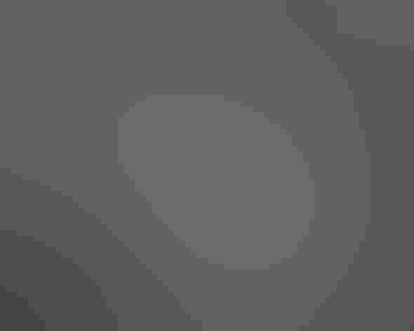 Non-breeding adult. Photo: Ron Knight/Flickr (CC BY 2.0)